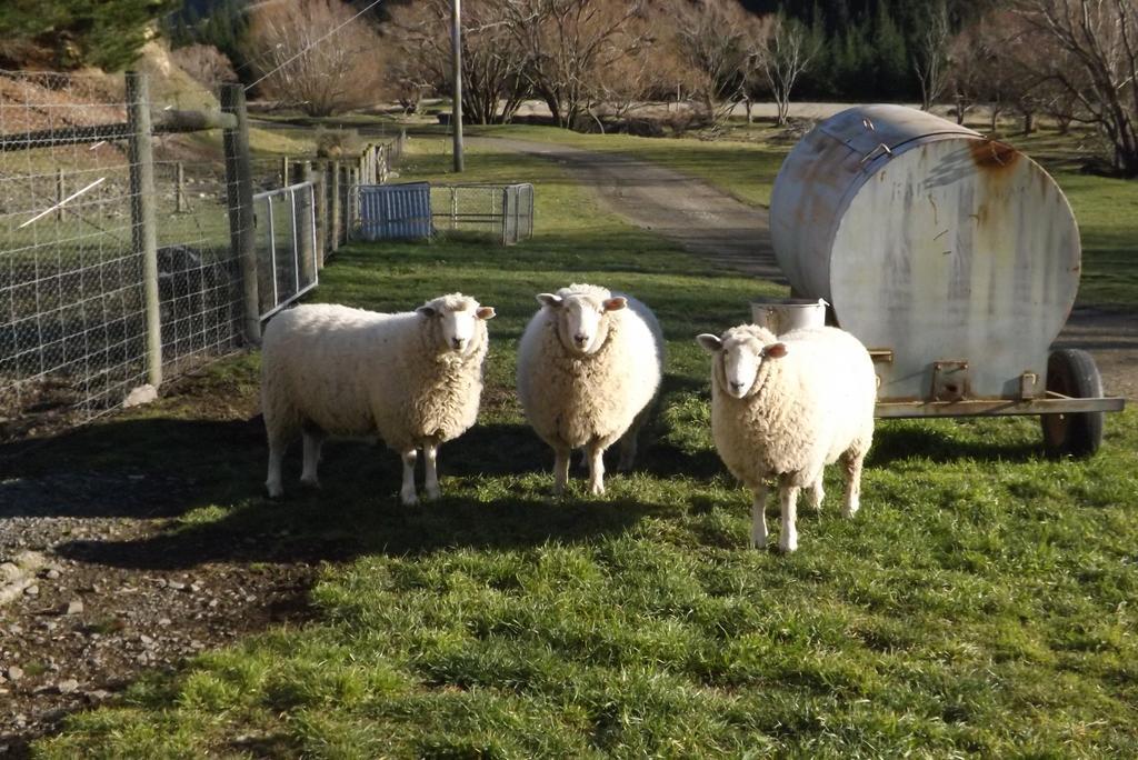 Hawarden Karetu Downs Farm Stay מראה חיצוני תמונה